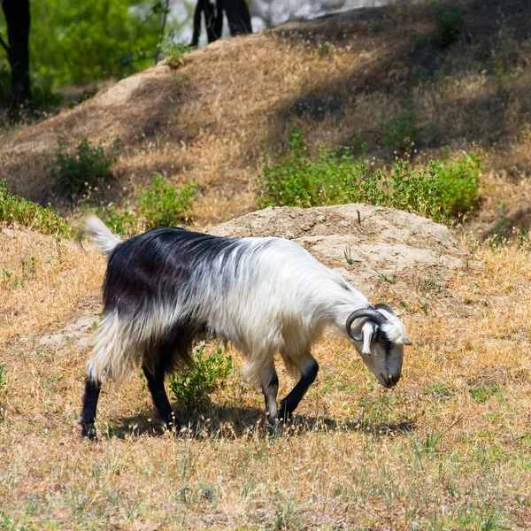 Koza w dolinie turecki dzikość — Zdjęcie stockowe