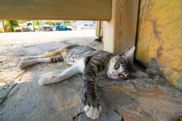 Gato acostado en la calle —  Fotos de Stock