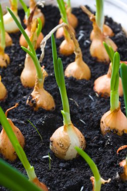 büyüyen soğan