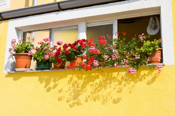 Fenêtre avec Fleurs, Dalmatie, Zadar, Croatie — Photo