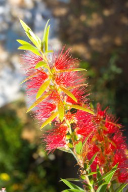 Red flower blossom, Banksia, Proteaceae clipart