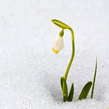Bahar kar taneleri çiçek - göl vernum carpaticum