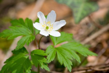 Beyaz ahşap anemon çiçekleri