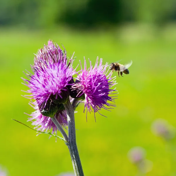 Biene ernährt sich von Distelblume im Gegenlicht — Stockfoto