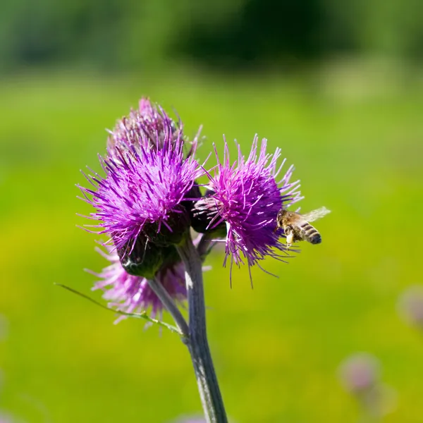 Bee utfodring på thistle blomma i motljus — Stockfoto