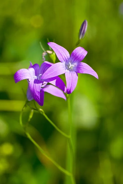 Delikat campanula patula närbild bild med mjuk selektiv inriktning. — Stockfoto