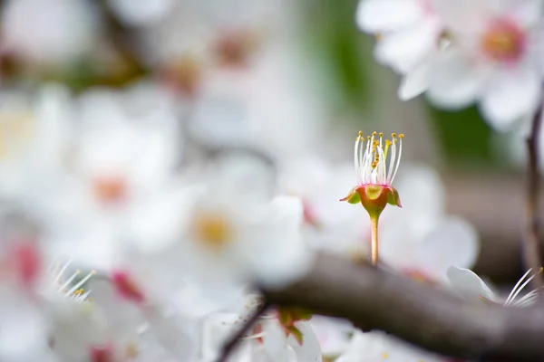 Apfelblüten im Frühling — Stockfoto