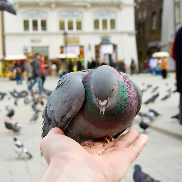 Pigeons feeding and balancing on hand — Stock Photo, Image