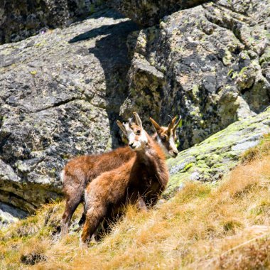 Chamois (rupicapra carpatica) içinde dağ yüksek tatras, Polonya