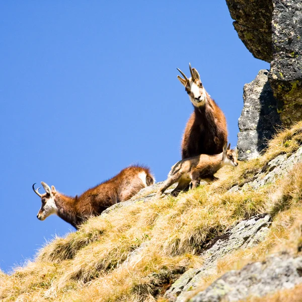 在山高塔特拉山区，波兰的麂皮 (羚羊 carpatica) — 图库照片