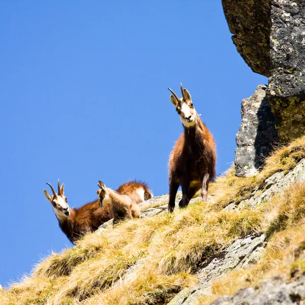 Chamois (Rupicapra Carpatica) en la montaña High Tatras, Polonia — Foto de Stock