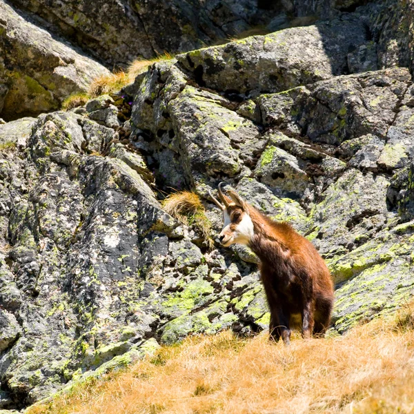 Chamois (Rupicapra Carpatica) en la montaña High Tatras, Polonia —  Fotos de Stock