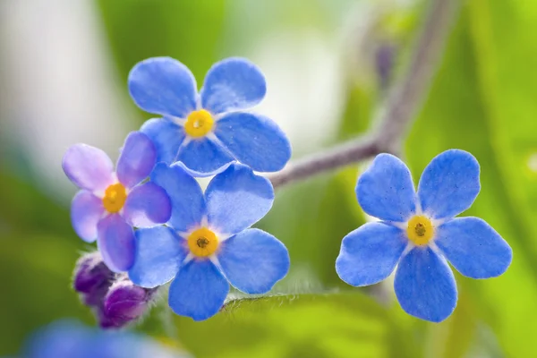 Glöm mig inte. — Stockfoto