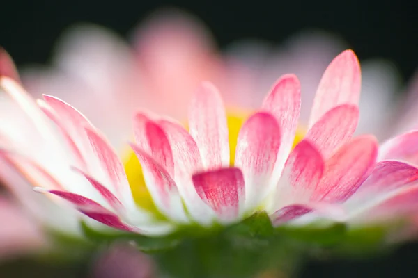 Krásná sedmikrásky. Květinové pozadí. mělký zaměření. — Stock fotografie