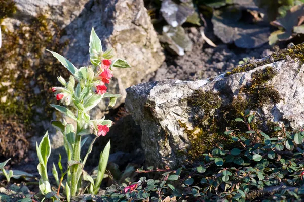 Pulmonaria rubra — Stockfoto