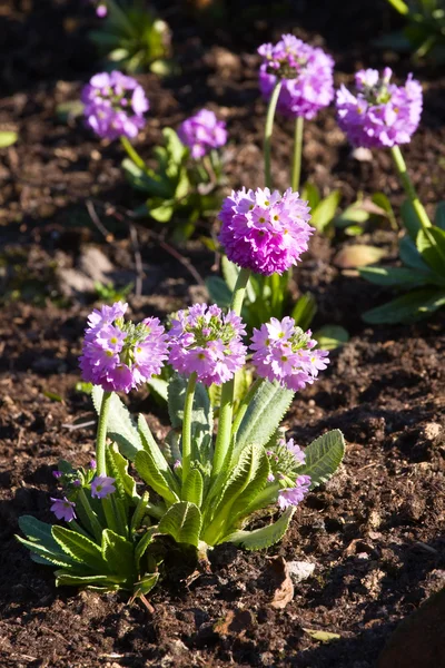 Blommande pelargon i trädgården, rosa fjäder — Stockfoto