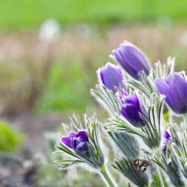 Квітка паски в сонячний день на початку весни — стокове фото