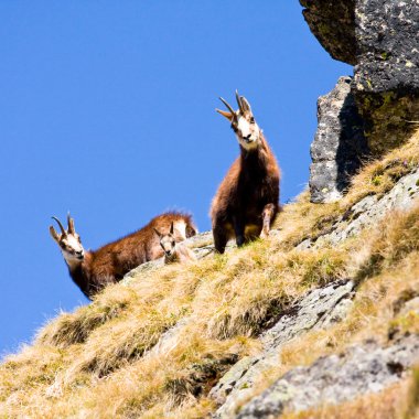 Chamois (rupicapra carpatica) içinde dağ yüksek tatras, Polonya