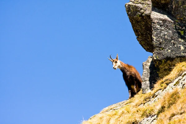 Chamois (Rupicapra Carpatica) em alta montanha Tatras, Polônia — Fotografia de Stock