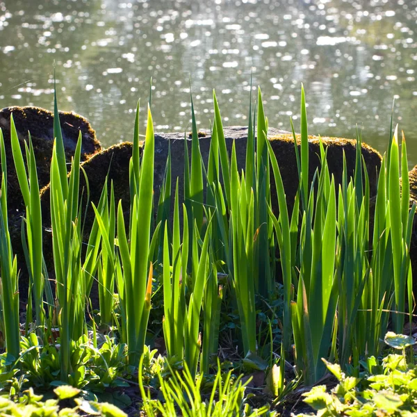 Stones and grass at waters edge — Stock Photo, Image