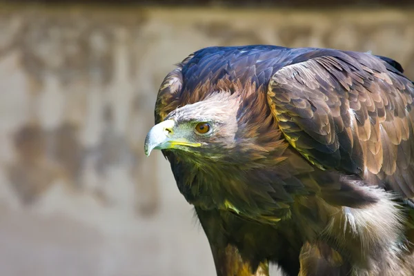 Águila real de cerca — Foto de Stock