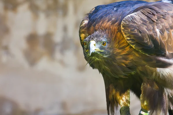 Águila real de cerca — Foto de Stock