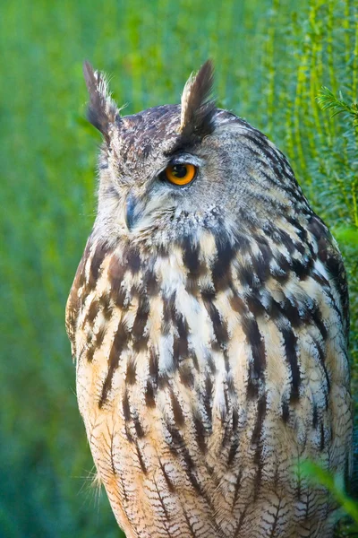 Μπούφος, bubo bubo, ένα είδος μπούφος — Φωτογραφία Αρχείου