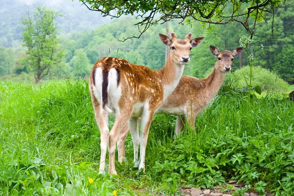 Un gruppo di giovani daini — Foto Stock