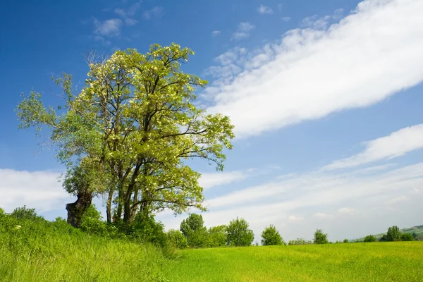 Paisagem de verão com árvore verde e céu bonito — Fotografia de Stock
