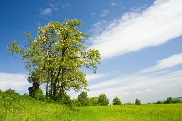 Paysage d'été avec arbre vert et beau ciel — Photo