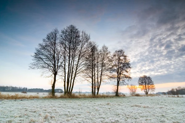 Zonsopgang boven een veld met bevroren boom op de voorgrond. — Stockfoto