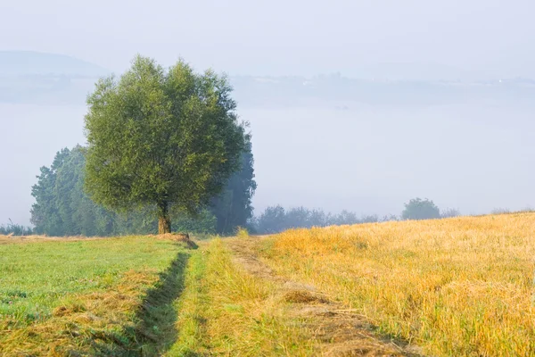 Paesaggio con un albero solitario nella nebbia — Foto Stock