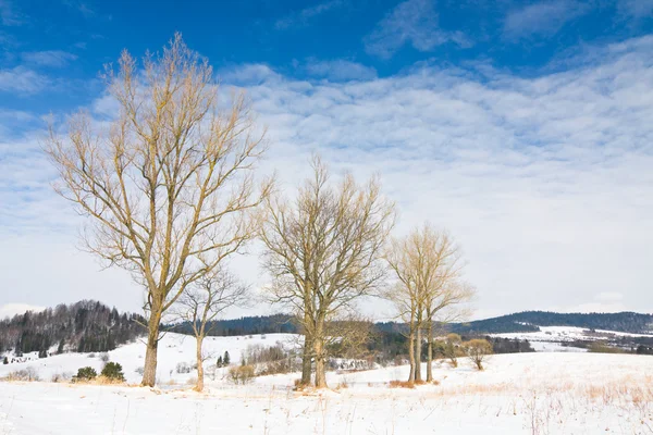 Beau paysage hivernal dans les montagnes. — Photo