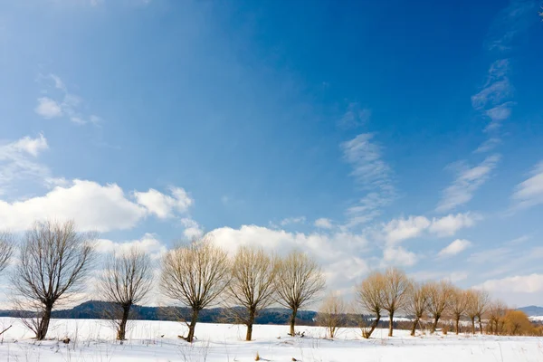 Beau paysage hivernal dans les montagnes. — Photo