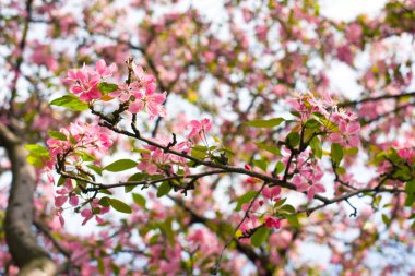 Bahar elma ağaçlarının Pembe çiçek