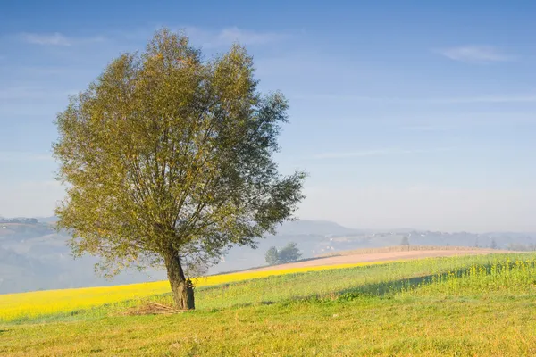 Krajina s osamělý strom v mlze — Stock fotografie
