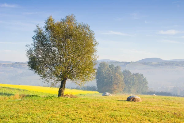 Paesaggio con un albero solitario nella nebbia — Foto Stock