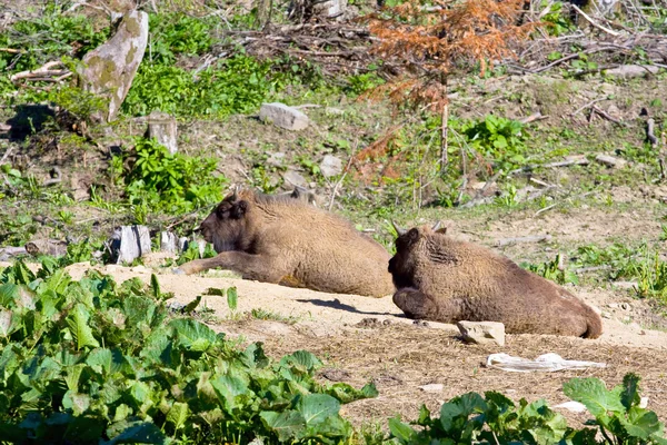 Disparo de un aurochs — Foto de Stock