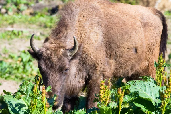 Shot of an aurochs — Stock Photo, Image