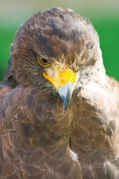 Águila real de cerca — Foto de Stock