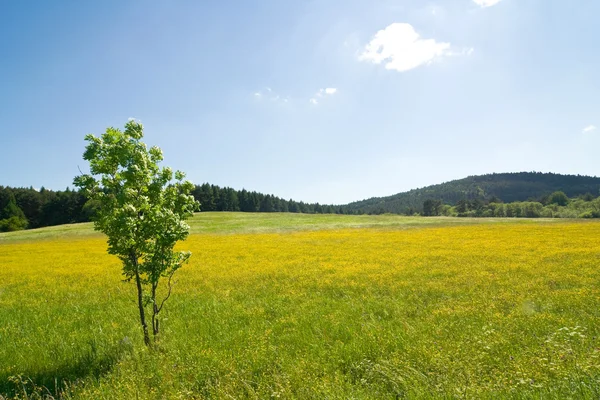 Zomer landschap met groene boom en mooie hemel — Stockfoto