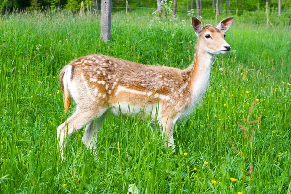 Junge Damhirsche — Stockfoto