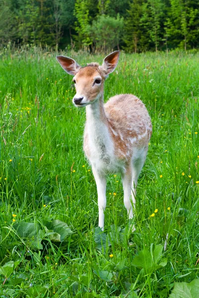 年轻的休闲地鹿 — 图库照片