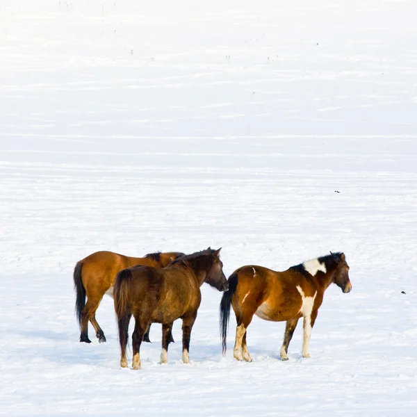 Стадо лошадей в снегу — стоковое фото