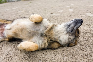 dostça köpek