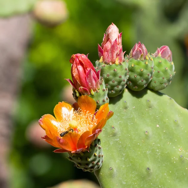 Parlak sarı ve turuncu çiçek kaktüs inciri (Chollas)