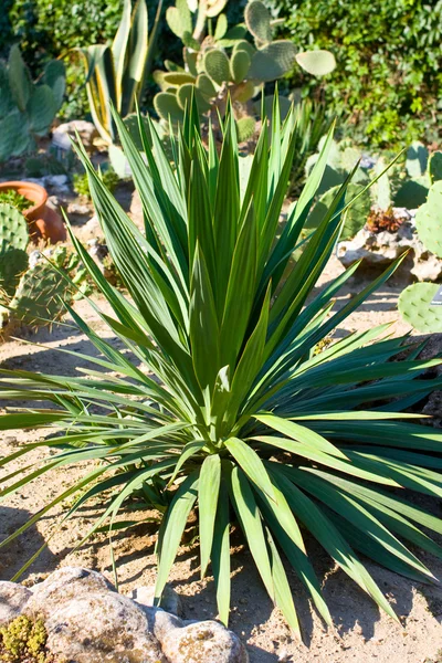 Yucca es un género de arbustos y árboles perennes perteneciente a la familia Agave. — Foto de Stock