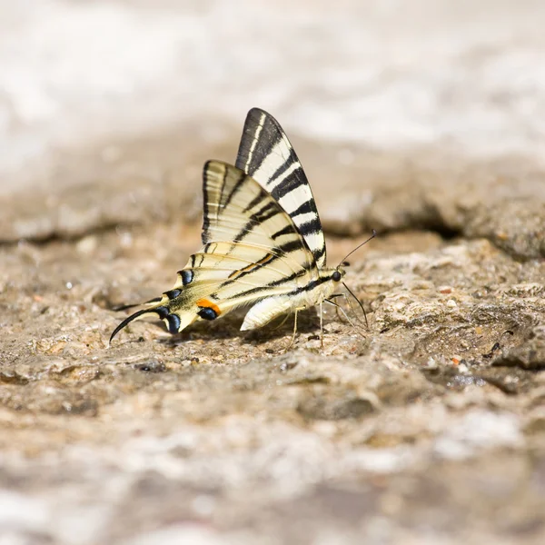 Motýl otakárek (Papilio machaon) — Stock fotografie