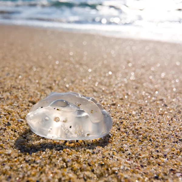 Medusa op een zanderige strand van Zwarte Zee, Bulgarije — Stockfoto