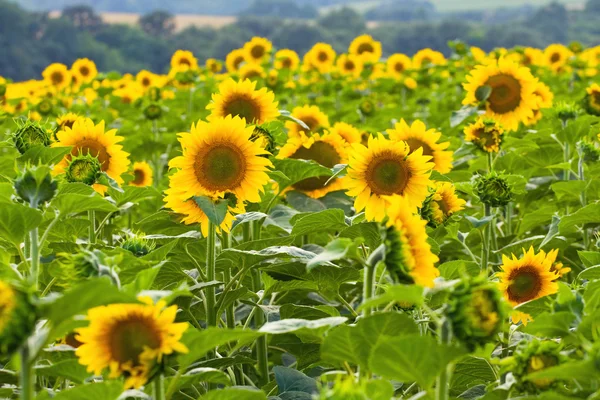 Solsikkeåker – stockfoto